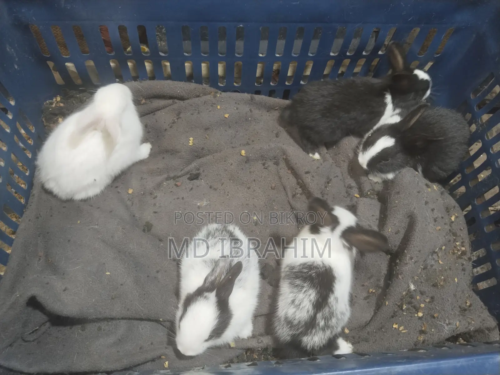 খরগোশ বিক্রি হবে সাতটা বাচ্চা এবং মা বাবা এবং তার আরে ১ জোড়া