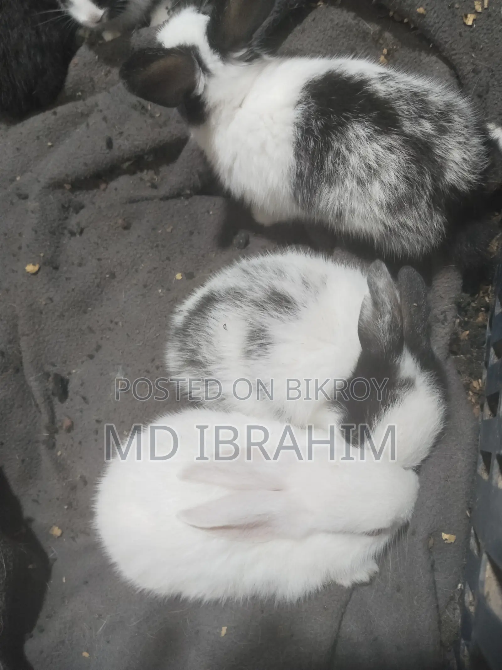 খরগোশ বিক্রি হবে সাতটা বাচ্চা এবং মা বাবা এবং তার আরে ১ জোড়া