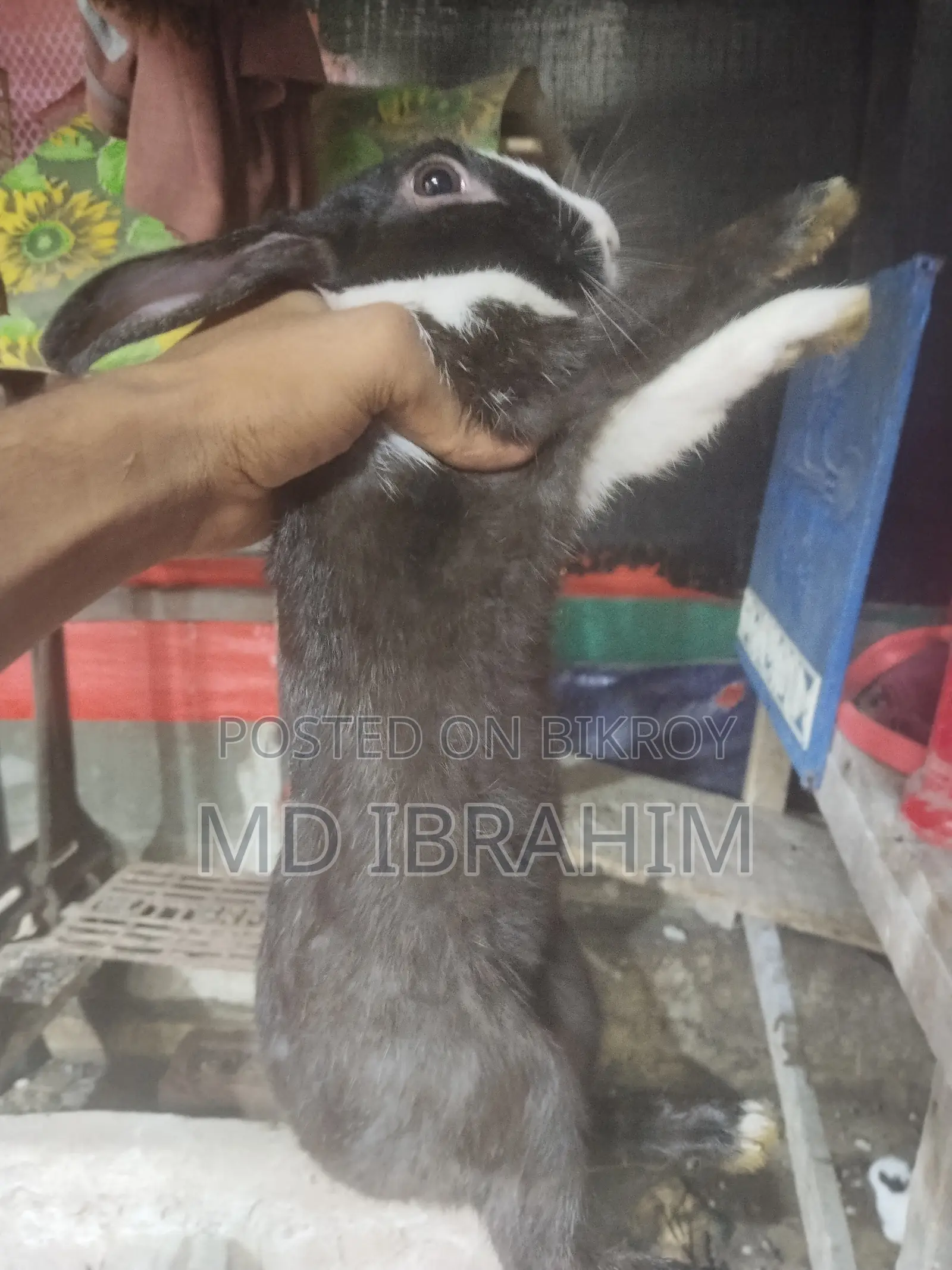 খরগোশ বিক্রি হবে সাতটা বাচ্চা এবং মা বাবা এবং তার আরে ১ জোড়া
