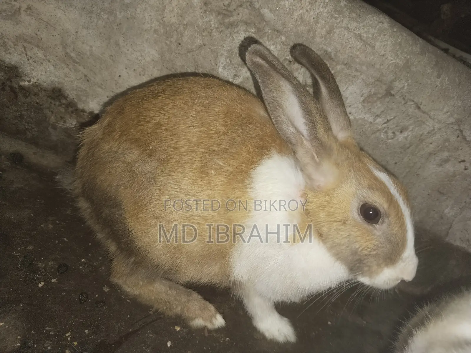 খরগোশ বিক্রি হবে সাতটা বাচ্চা এবং মা বাবা এবং তার আরে ১ জোড়া