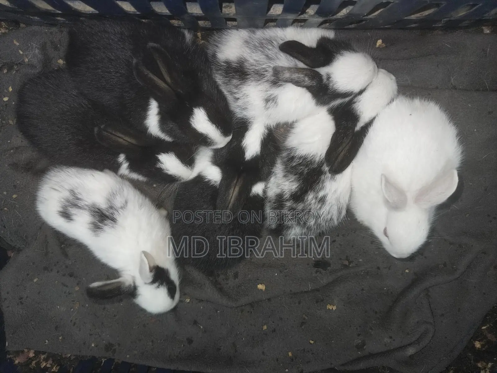 খরগোশ বিক্রি হবে সাতটা বাচ্চা এবং মা বাবা এবং তার আরে ১ জোড়া