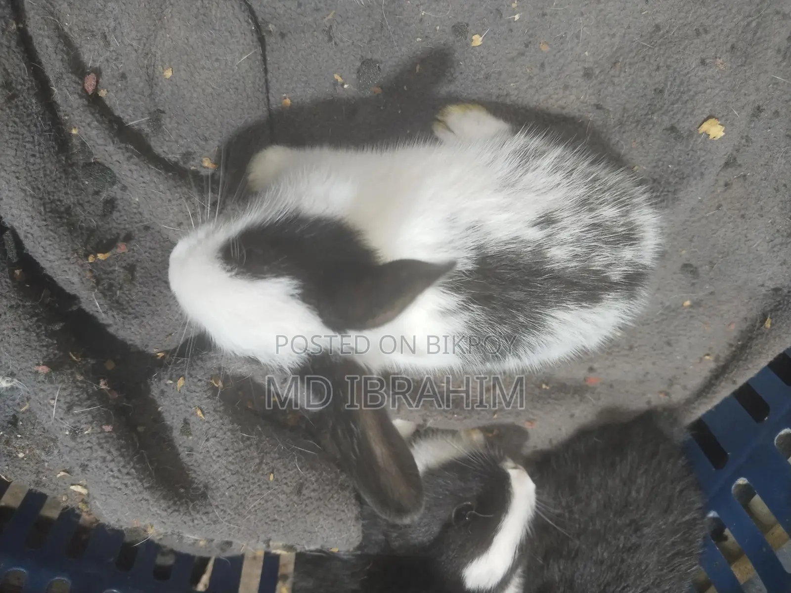 খরগোশ বিক্রি হবে সাতটা বাচ্চা এবং মা বাবা এবং তার আরে ১ জোড়া
