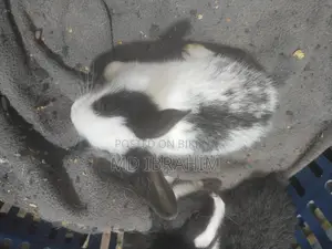 খরগোশ বিক্রি হবে সাতটা বাচ্চা এবং মা বাবা এবং তার আরে ১ জোড়া