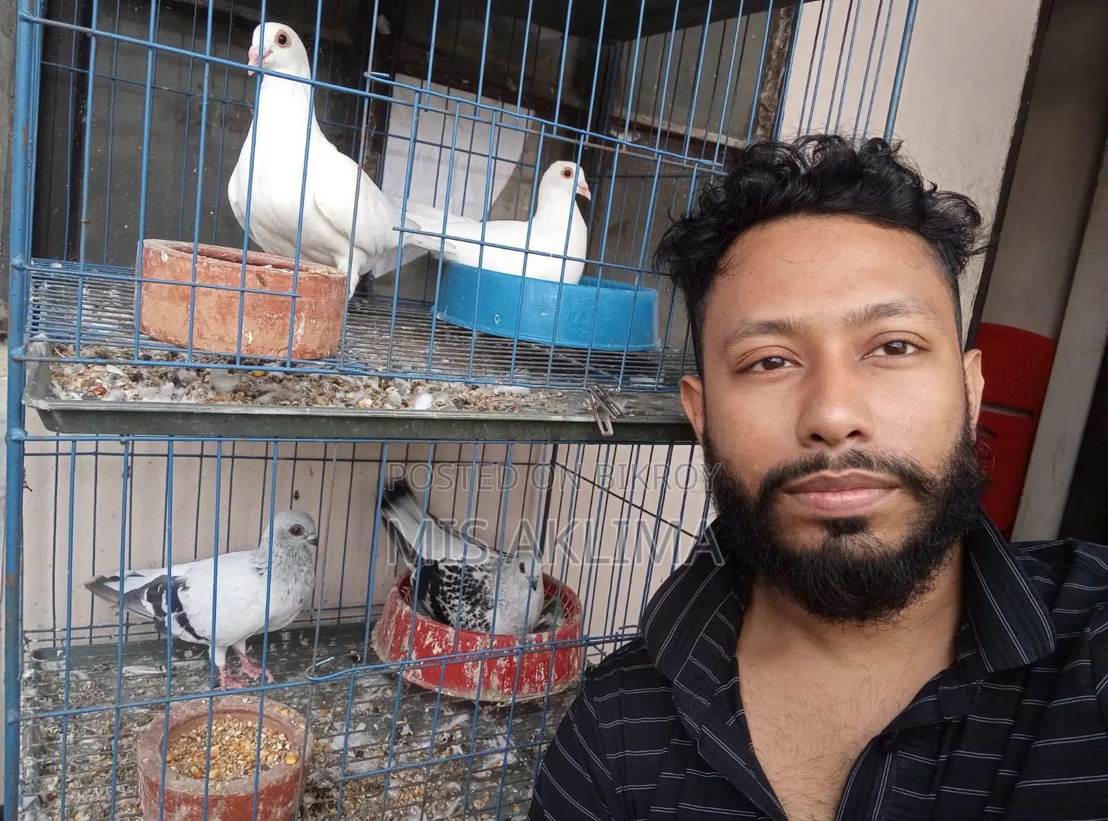 Pigeons for Sale