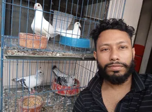 Pigeons for Sale