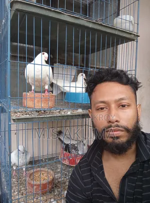 Pigeons for Sale