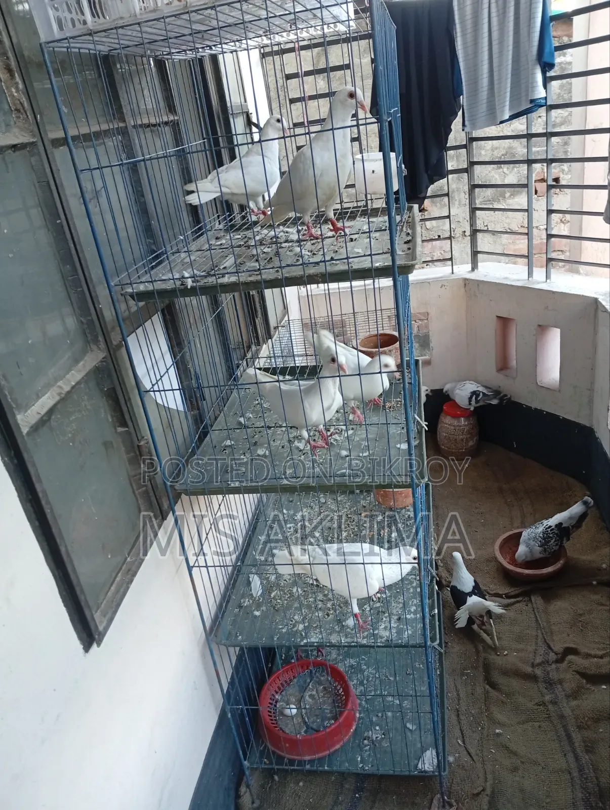 Pigeons for Sale