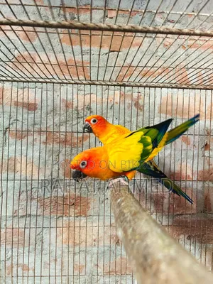 Exchange Sun Conure Running Male