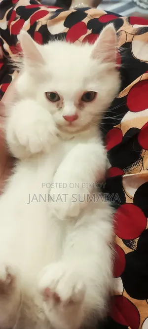 ১-৩ মাসের ফিমেল পিওরব্রেড পার্সিয়ান