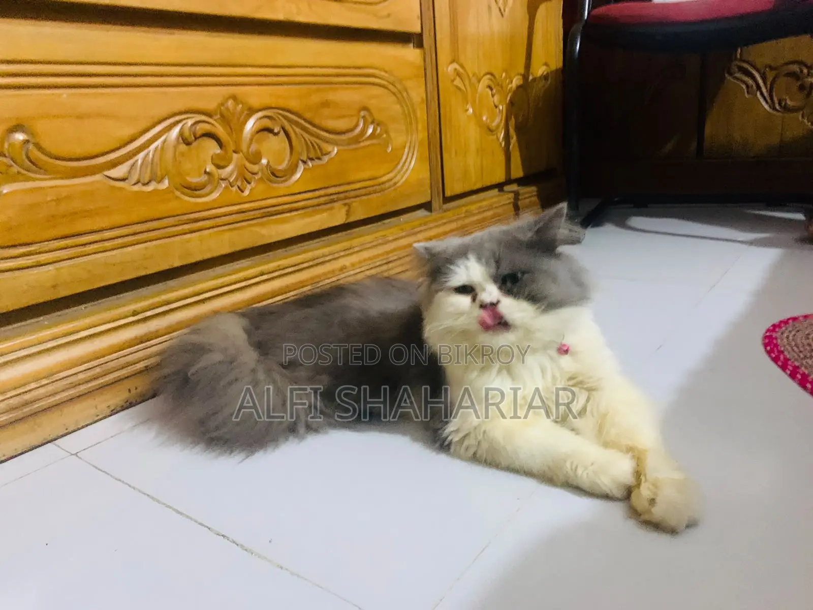 ৬-১২ মাসের পুরুষ খাঁটি পার্সিয়ান বিড়াল