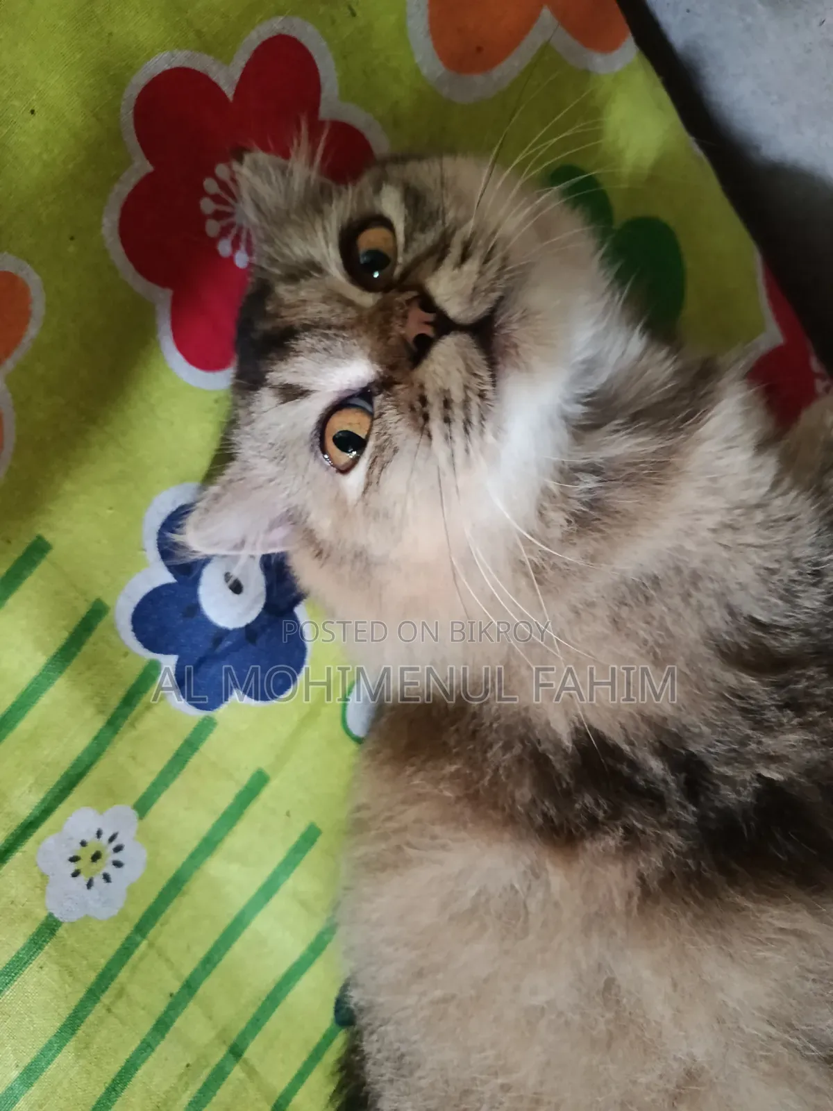 ৬-১২ মাস বয়সীFemale বিশুদ্ধ জাতের পার্সিয়ান