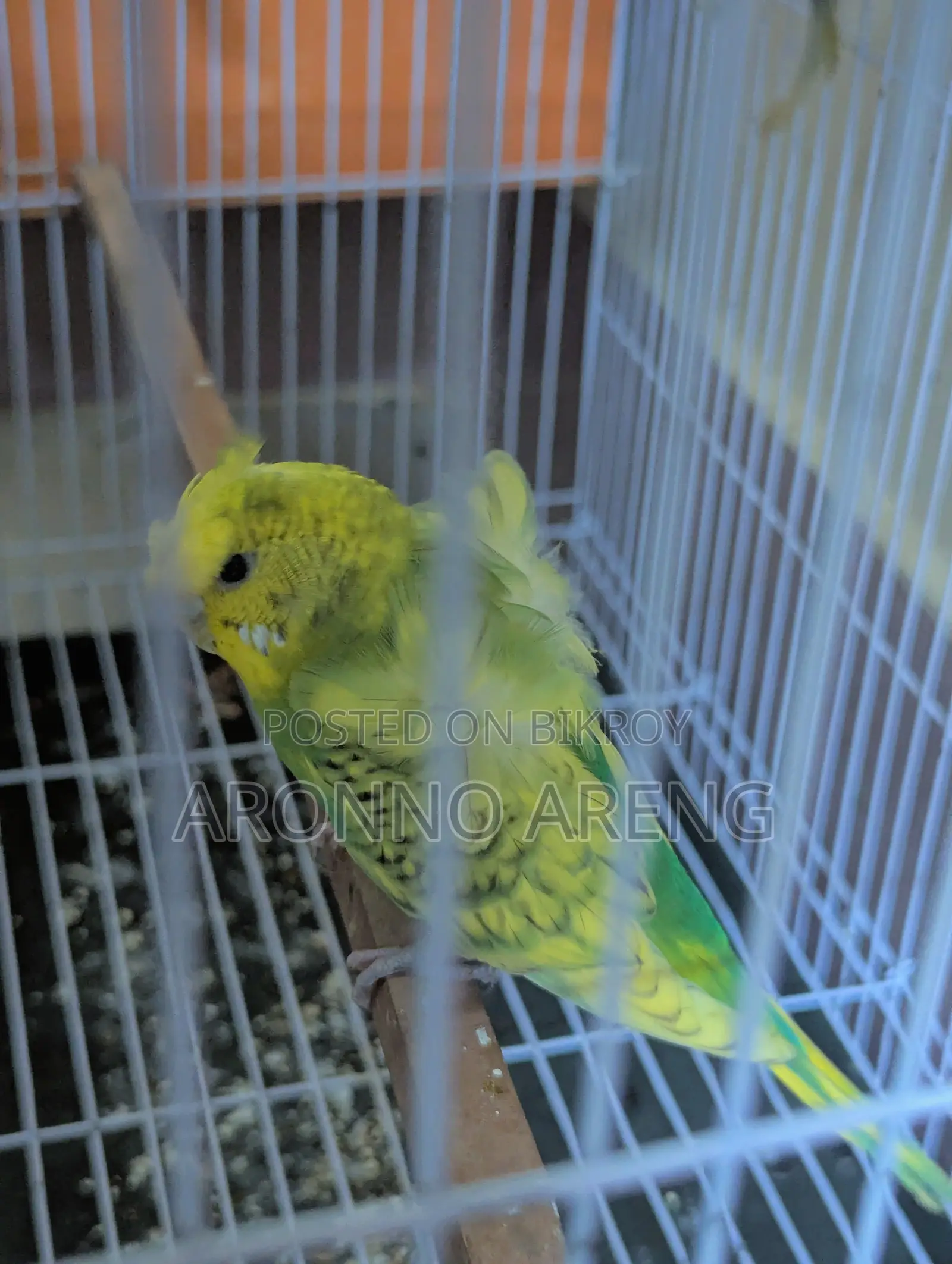 Jp Budgie Home Breed Bird