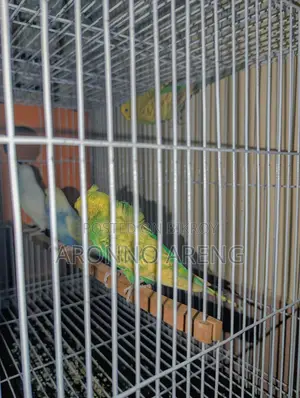 Jp Budgie Home Breed Bird