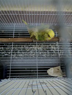 Jp Budgie Home Breed Bird