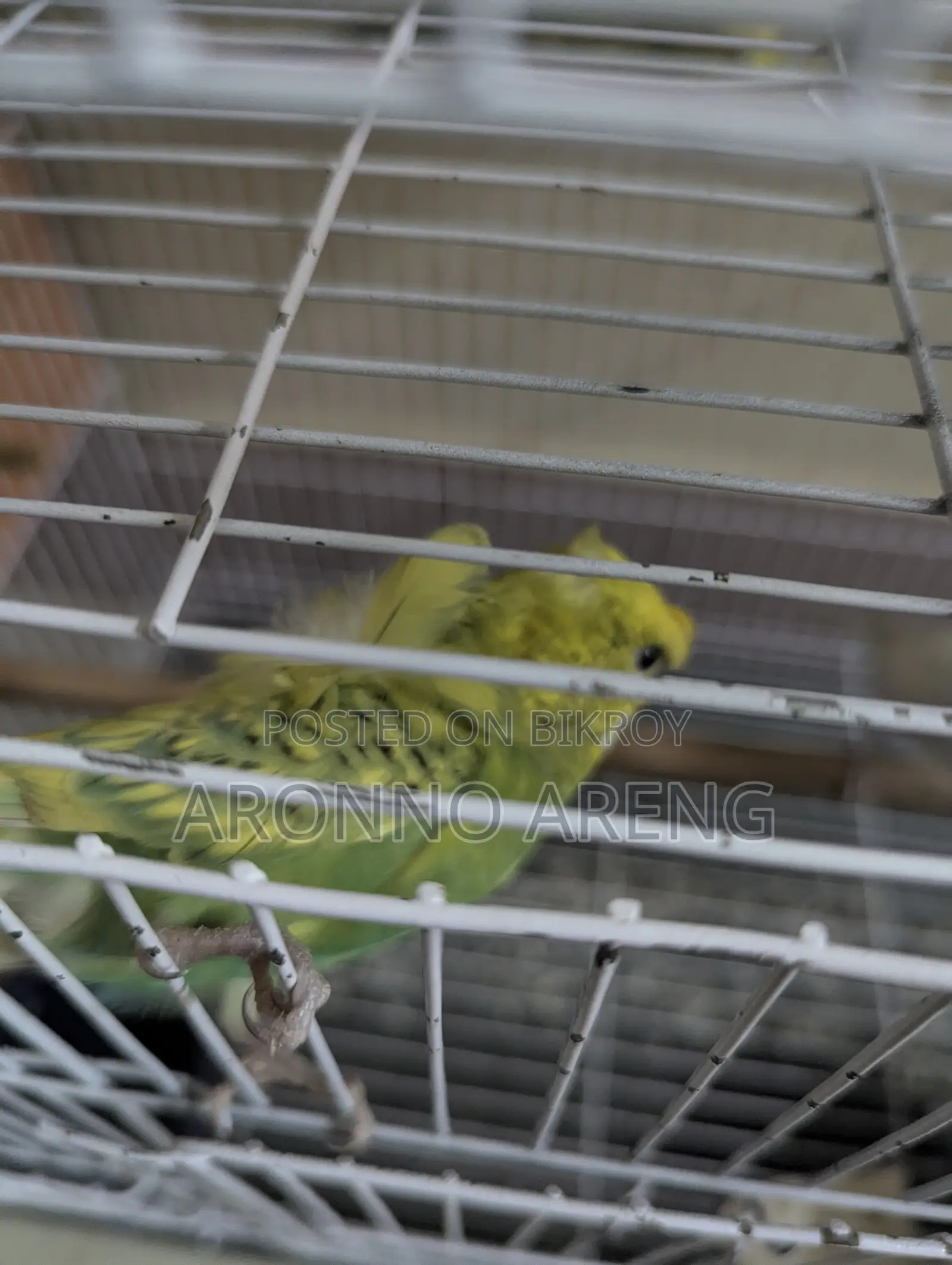 Jp Budgie Home Breed Bird