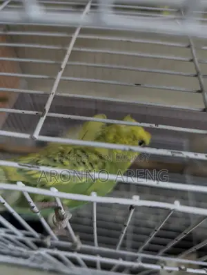 Jp Budgie Home Breed Bird