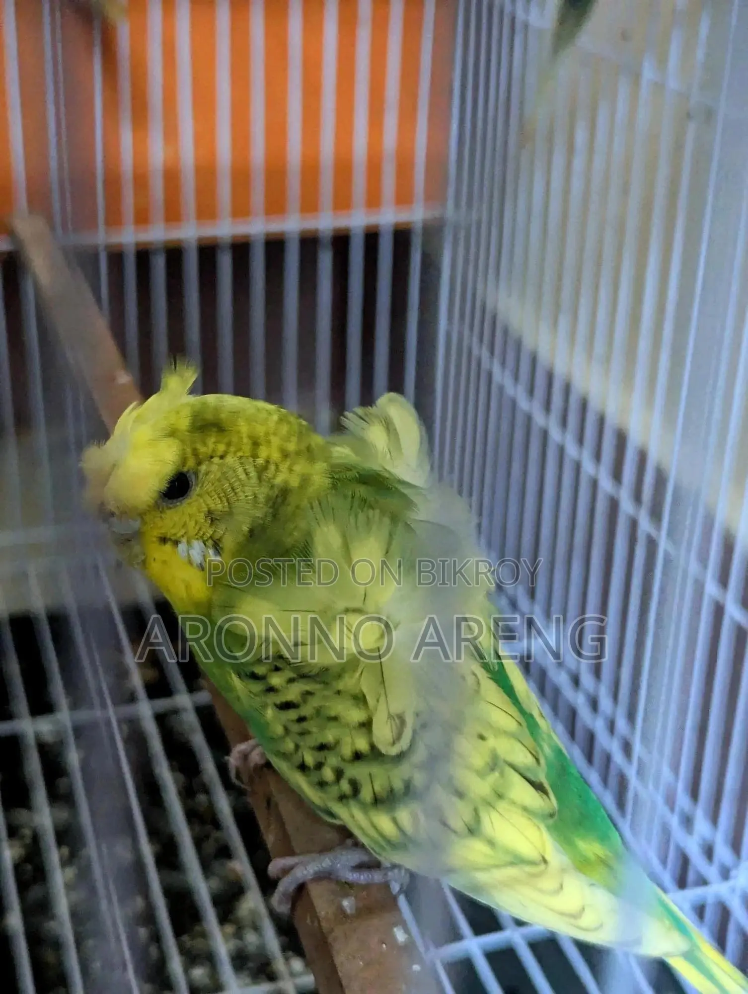 Jp Budgie Home Breed Bird