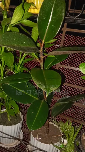Rubber Plant for Sale