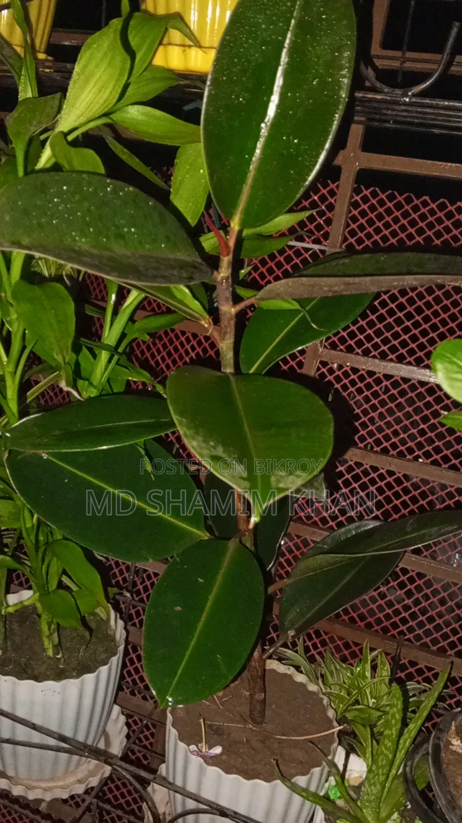 Rubber Plant for Sale