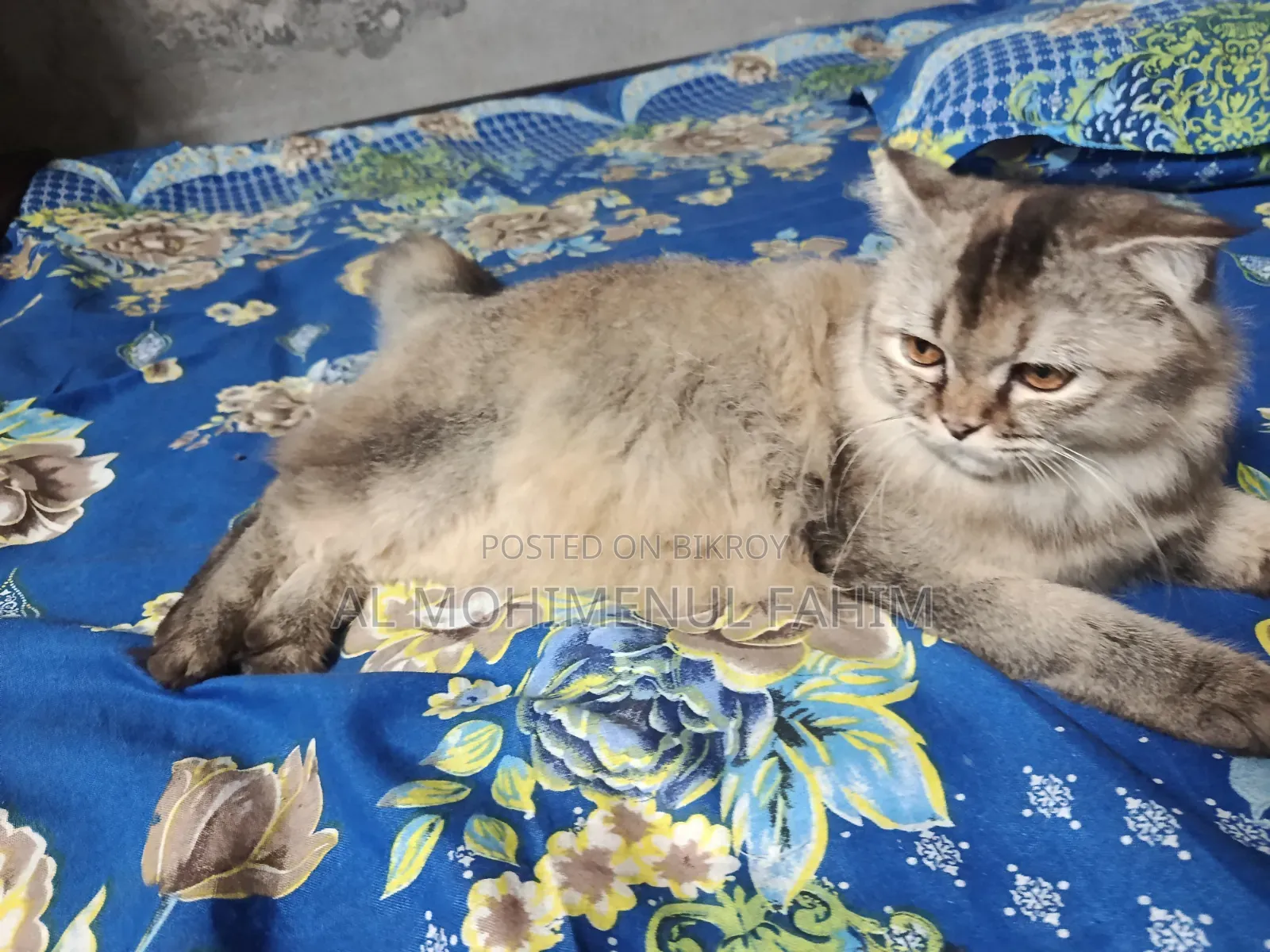 ৬-১২ মাস বয়সীFemale বিশুদ্ধ জাতের পার্সিয়ান