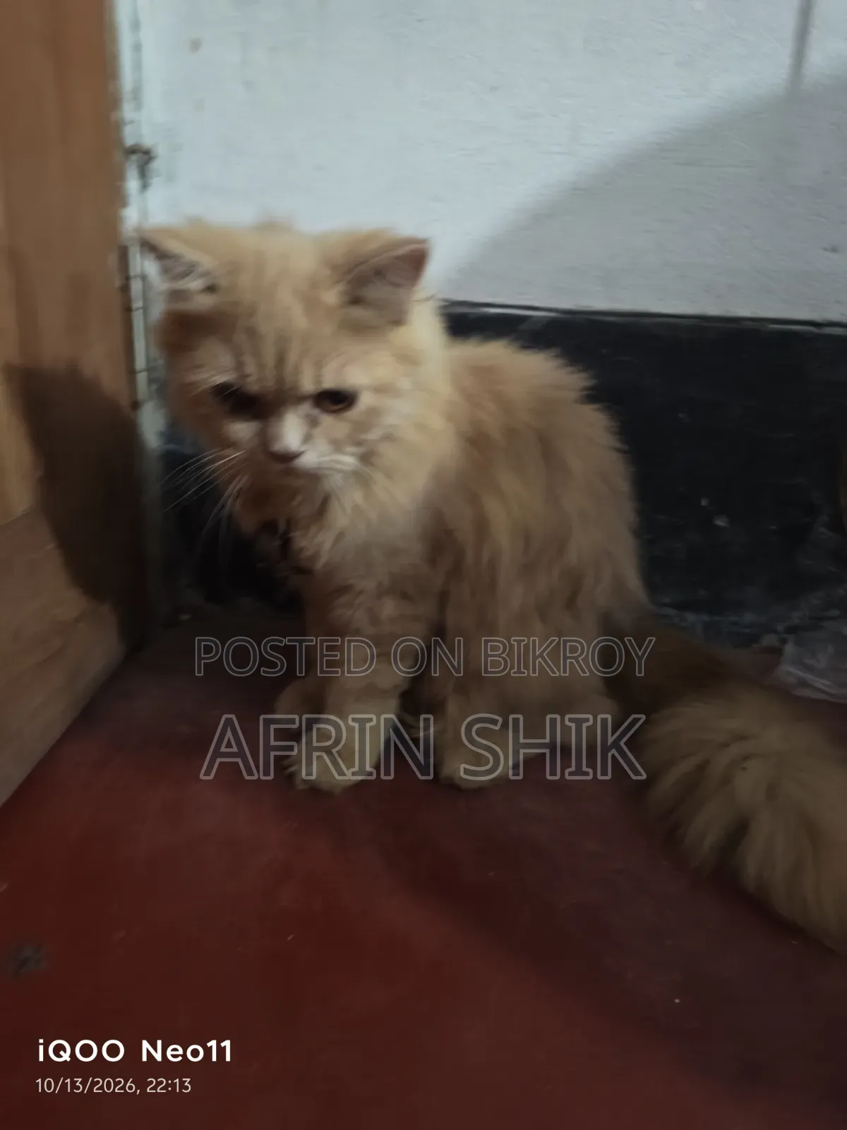 ৩-৬ মাসের মেইল পিওরব্রেড পার্সিয়ান