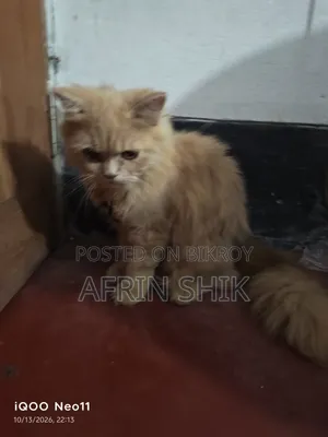 ৩-৬ মাসের মেইল পিওরব্রেড পার্সিয়ান