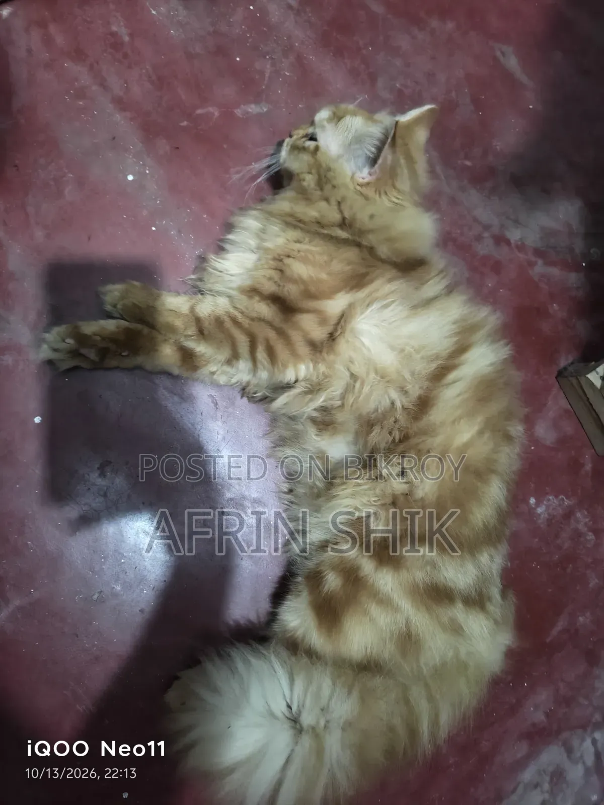 ৩-৬ মাসের মেইল পিওরব্রেড পার্সিয়ান