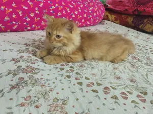 ১-৩ মাসের খাঁটি পার্সিয়ান