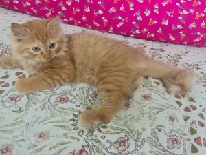 ১-৩ মাসের খাঁটি পার্সিয়ান