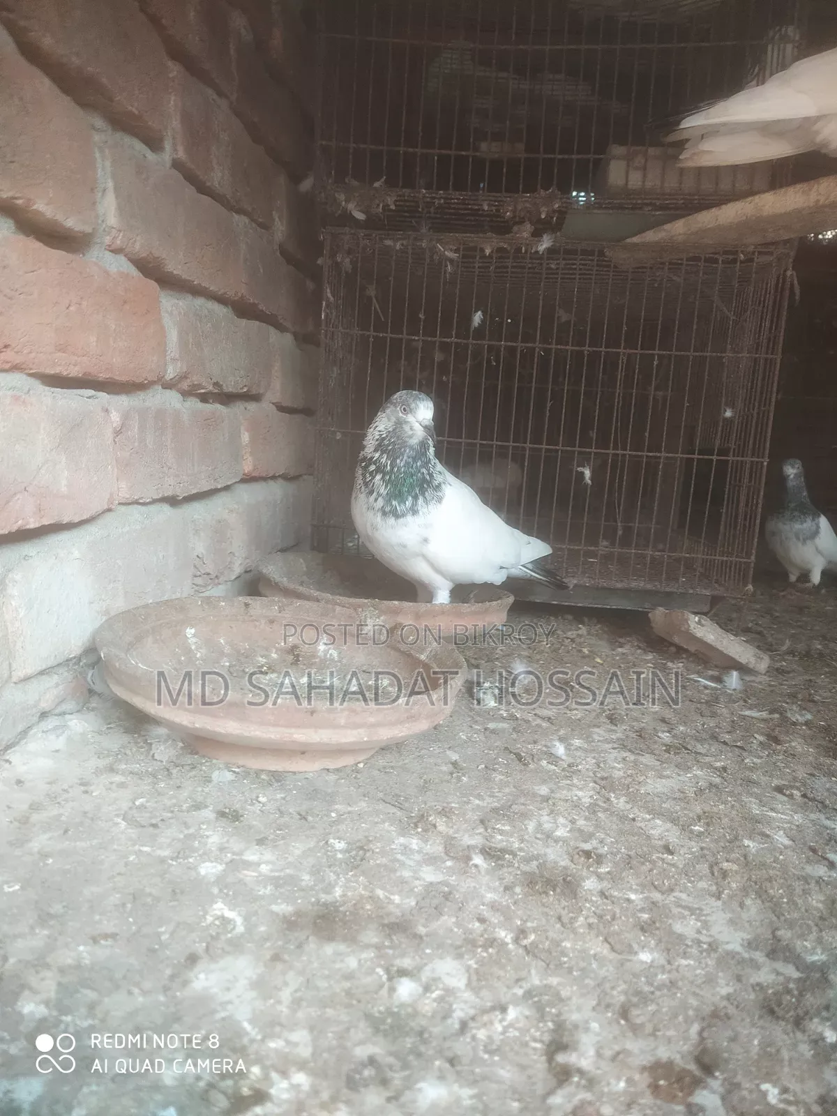 Golaylal Male