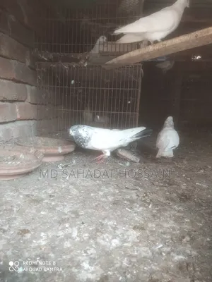 Golaylal Male