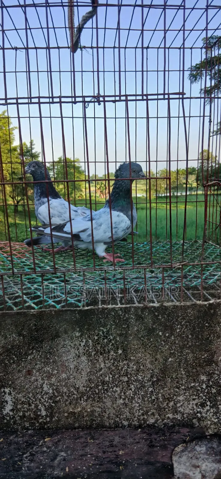 Gribaz Pigeons Running Pair