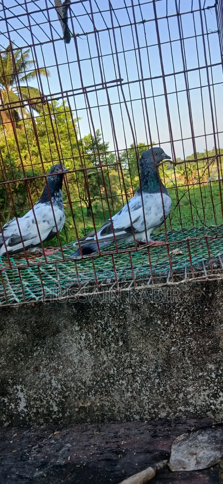 Gribaz Pigeons Running Pair