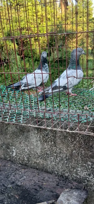 Gribaz Pigeons Running Pair