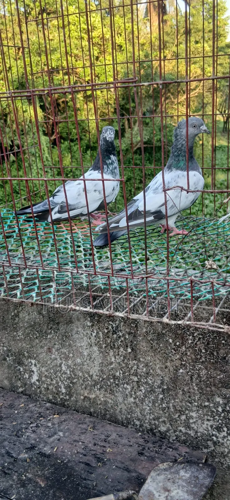 Gribaz Pigeons Running Pair
