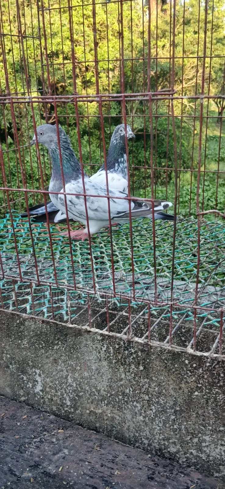 Gribaz Pigeons Running Pair