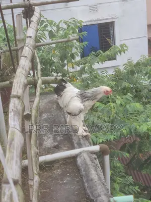 New Adult Brahma Male