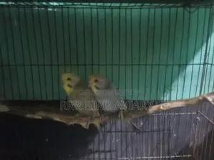 Running Budgies Bird