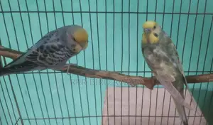 Running Budgies Bird