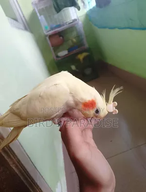 Tame Cockatiel Pair