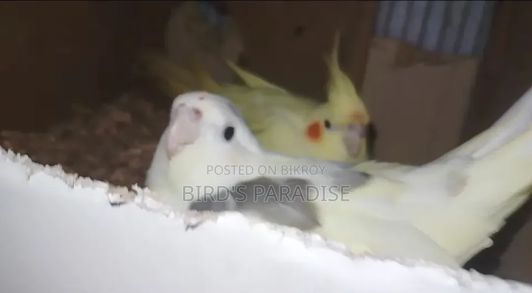 Tame Cockatiel Pair