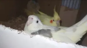 Tame Cockatiel Pair
