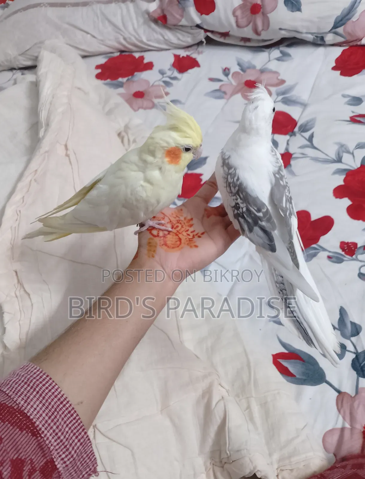 Tame Cockatiel Pair