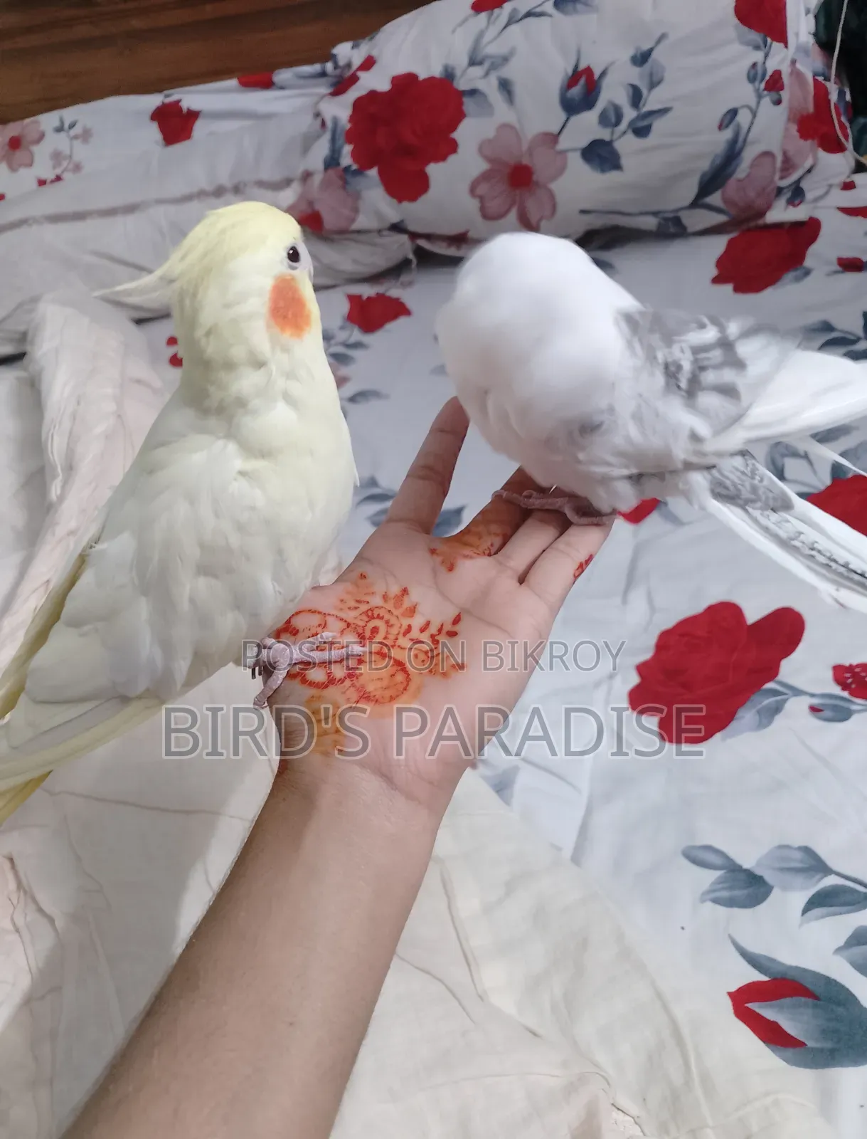 Tame Cockatiel Pair