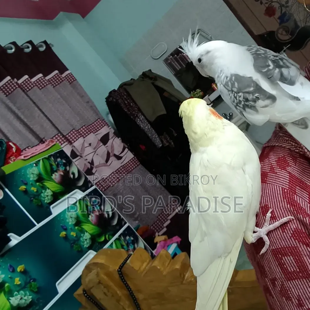 Tame Cockatiel Pair