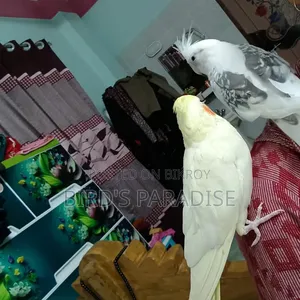 Tame Cockatiel Pair