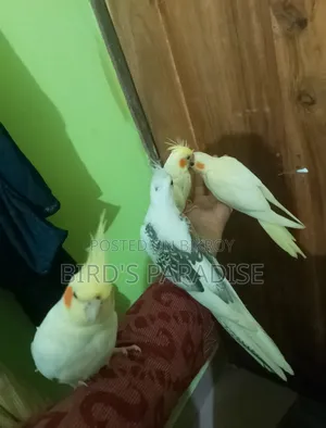 Tame Cockatiel Pair