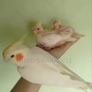 Tame Cockatiel Pair