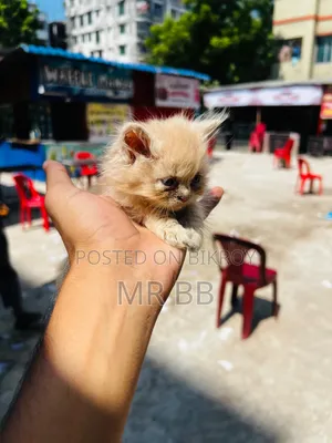 ১-৩ মাস বয়সী মেল পিওরব্রেড পার্সিয়ান