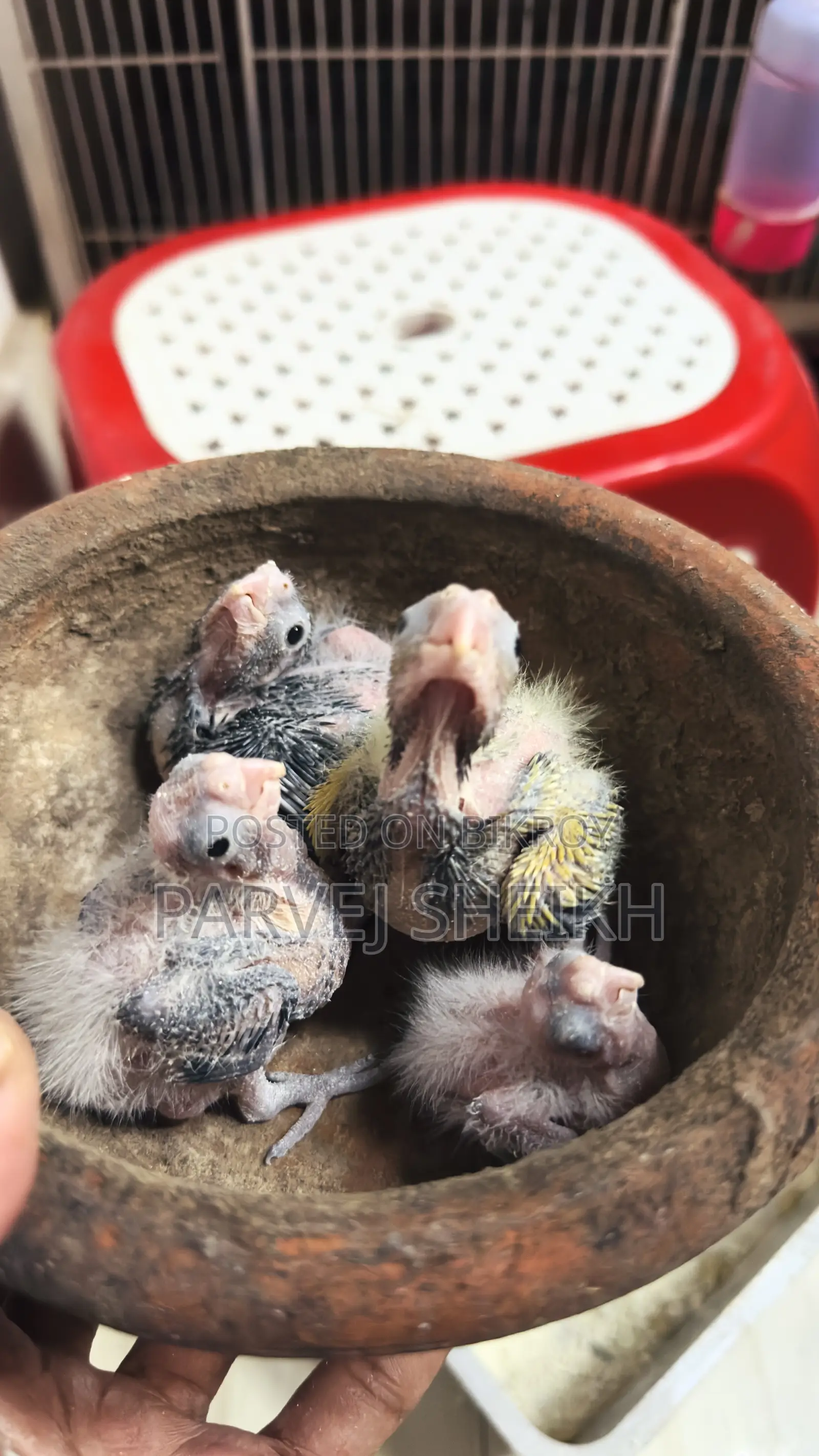 Baby Bird 123